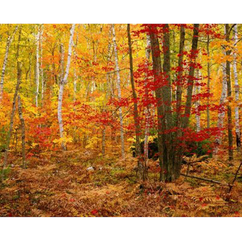 Birch Forest by Rodney Lough Jr.
